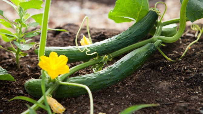 Uprawa warzyw w szklarni