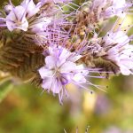 Facelia błękitna – ceniona roślina miododajna