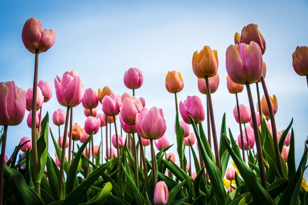 Cebulki tulipanów – kiedy sadzić, dlaczego gniją i jak je przechowywać?