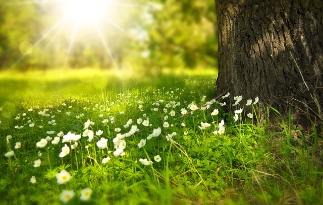 Odkryj tajemnice szybkiego wzrostu trawy w ogrodzie: skuteczne czynniki, optymalna pielęgnacja i przyspieszenie wzrostu!