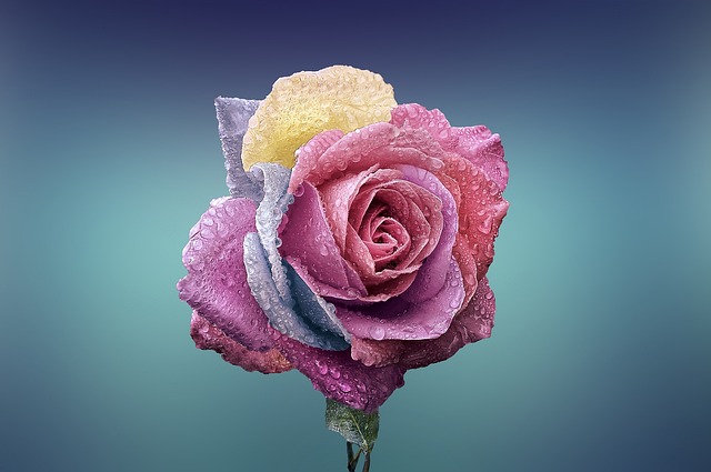 Kwiat Podobny Do Róży