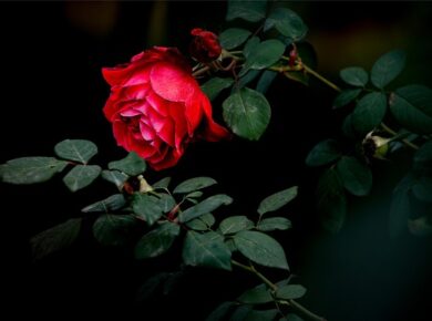 Chińska Róża W Doniczce