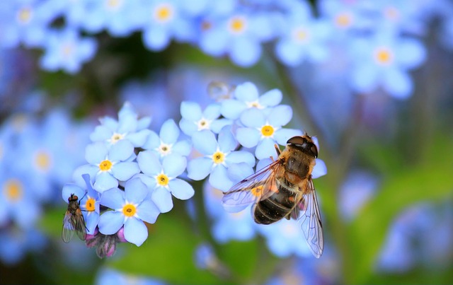 Hodowla pszczoły murarki ogrodowej: poradnik krok po kroku