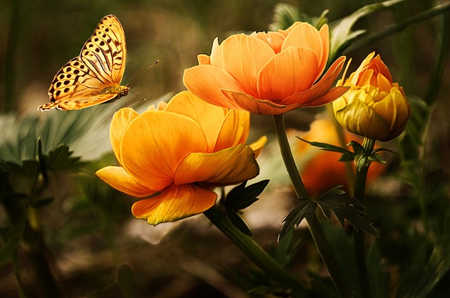 Cykl życia gąsienicy motyla - od brzydkiego kaczątka do pięknego motyla