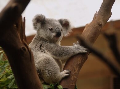 Eukaliptus W Ogrodzie