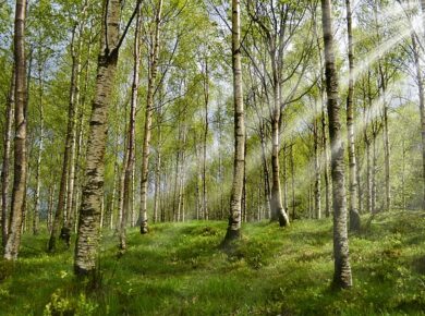 Naturalny Wróg Kleszczy